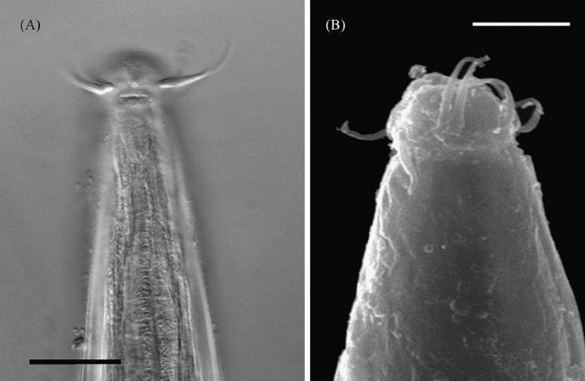 Представитель Семейства Phanodermatidae